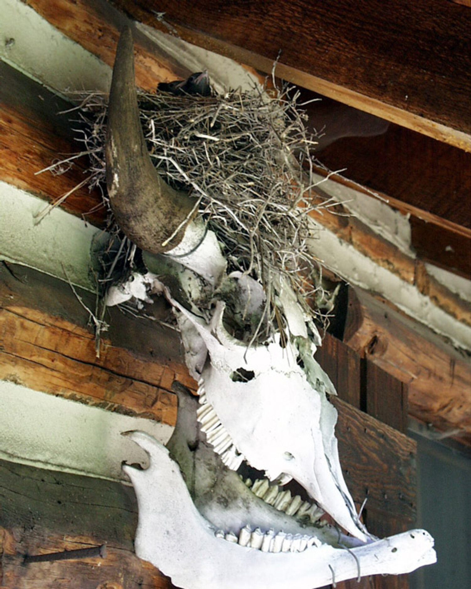 Baby Stellar's Jay and a Bison Skull