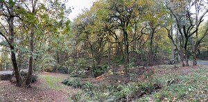 Waterboard Park forest