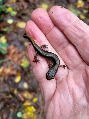 Salamander in hand