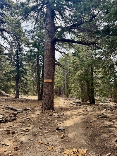 San Jacinto Wilderness